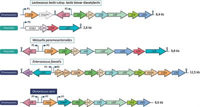 Citrate metabolism in lactic acid bacteria: is there a beneficial effect for Oenococcus oeni in wine?